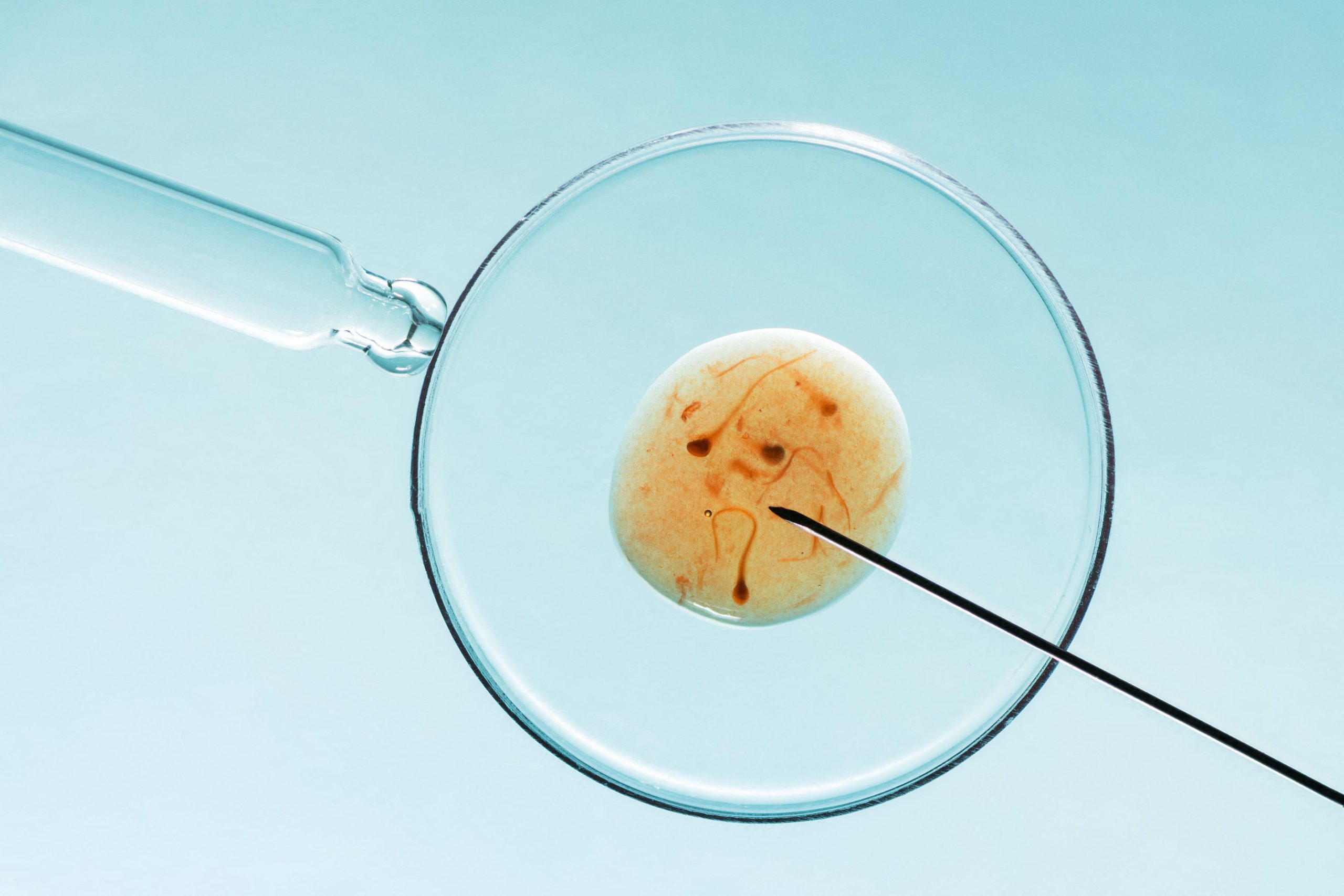 US bishops say Trump administration should remove IVF from fertility benefits rule